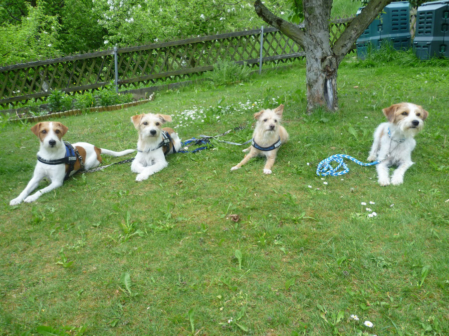 02052011_dollittle_apollo_strolch_tuba