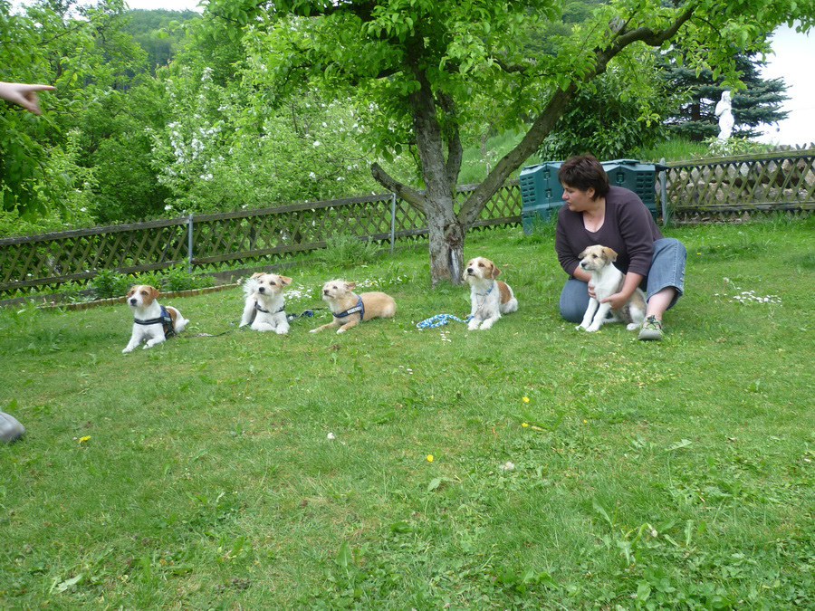 02052011_dollittle_apollo_strolch_tuba_wurzel