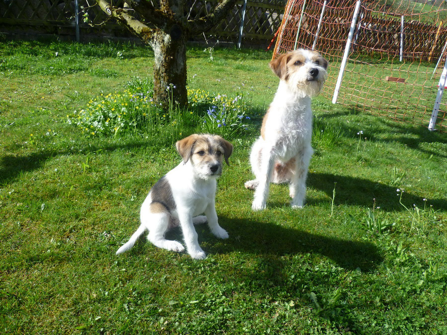 april2011_wurzel_ist_da