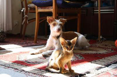 leonardimneuendaheim