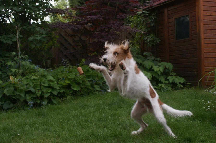 thymian%20juni%202010