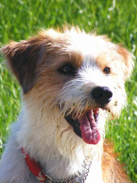 tubawiesent4juli2008