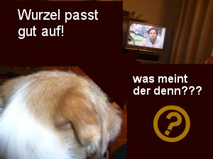 Kromfohrländer Rütter