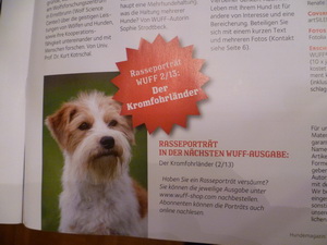 WUFF Magazin Kromfohrländer Tuba von der Holderheide