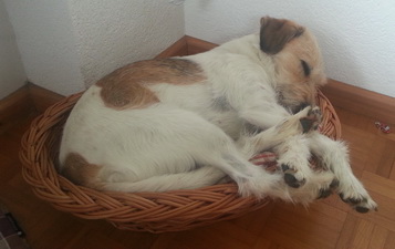 Wurzel von der Holderheide
