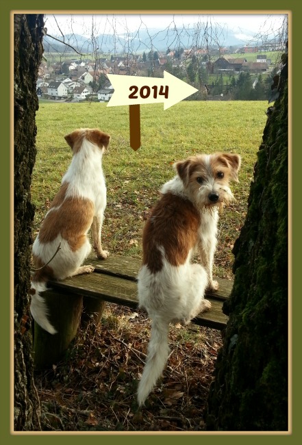 Tuba von der Holderheide, Kromfohrländer, Tagebuch, Blog, 2014