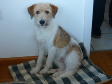 Wurzel von der Holderheide, Kromi-Mischling