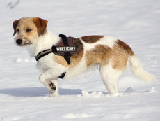 Wurzel von der Holderheide Kromfohrländermischling
