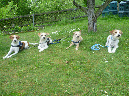 02052011_dollittle_apollo_strolch_tuba