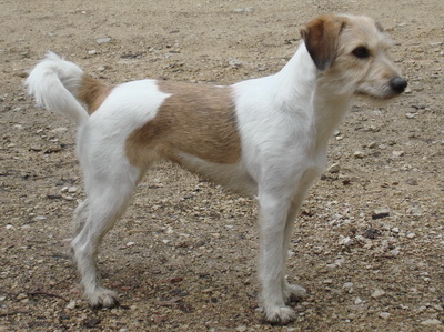 Wurzel von der Holderheide